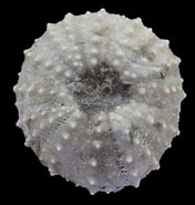 Afbeeldingsresultaten voor Pseudotiara. Grootte: 176 x 185. Bron: erizosfosiles.jimdofree.com