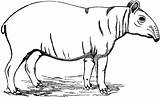 Tapir Malayan Mammals Usf Tapi Clipground Tiff 공유하기 sketch template