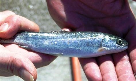 steelhead  rainbow trout rainbow trout
