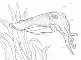 Tintenfisch Sepia Cuttlefish Ausmalbild Seiches Ausmalbilder Gemeiner Ausdrucken Común Supercoloring sketch template