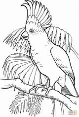 Coloring Cockatoo Pages Bird Drawings Printable Crested Outline Parrot Sulfur Supercoloring Animal Adult sketch template
