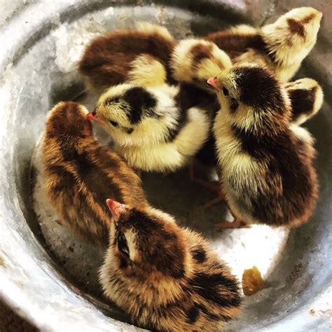 celadon quail chicks hatching eggs sadie girl farm