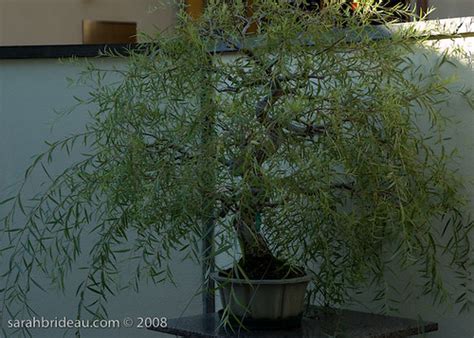 Bonsai Weeping Willow Sarah Brideau Flickr