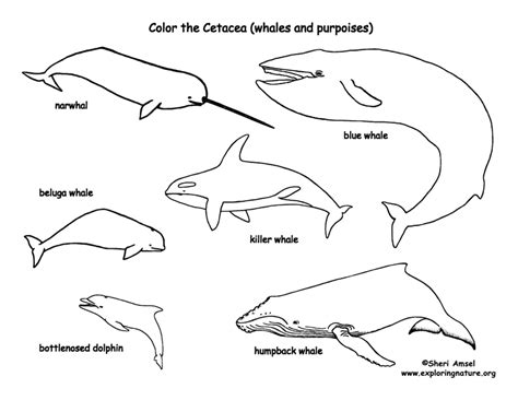 whales  dolphins coloring page cetacea coloring nature