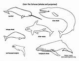 Coloring Whales Dolphins Cetacea Beluga Pages Color Baby Printable Print Sponsors Wonderful Support Please Getcolorings sketch template