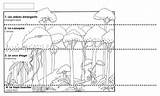 Layer Rainforest Coloring Layers Animals Forest First Their Paper Cut Own 42kb 1290 Madame Feuille Belle sketch template