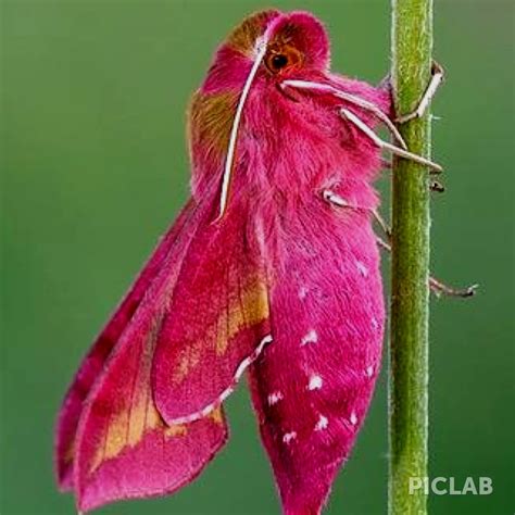 pink insect pink moth insects moth