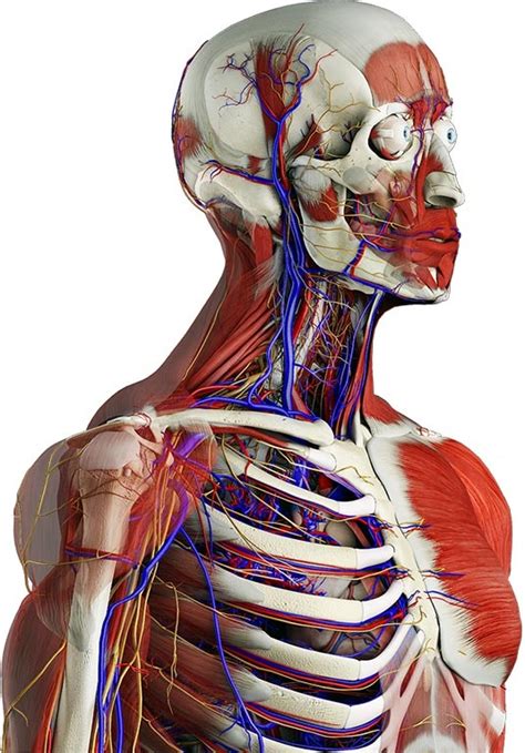 images  human anatomy  pinterest