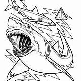 Shark Drawing Coloring Reef Blacktip Anatomy Teeth Great sketch template