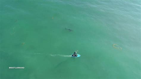 drone footage shows surfers hitting  water  sharks video abc news