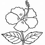 Flower Coloring Outline Clipart Flowers Hibiscus Pages Choose Board Drawings sketch template