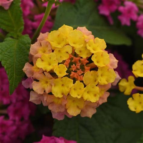 Shamrock™ Rose Lantana