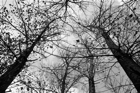 grey tree  image peakpx
