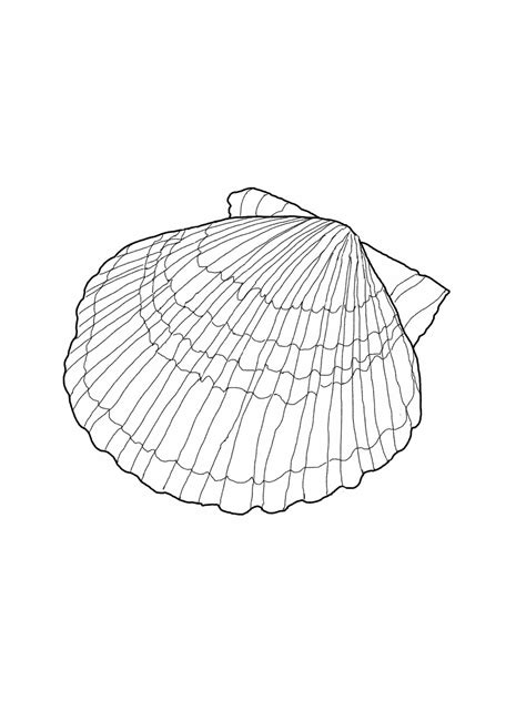 seashell coloring outlines coloring pages