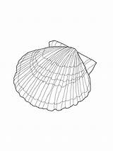 Coloring Seashell Shell Pages Printable Kids Scallop Shells Sea Drawing Colouring Sheets Beach Outlines Book Seashells Bestcoloringpagesforkids Template Adult Drawings sketch template