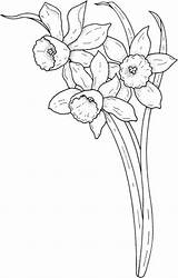 Coloring Daffodil Flower Stem Pages Template Color March Daffodils Size sketch template