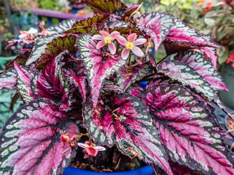 rex begonia plant care growing watering propagation plant index