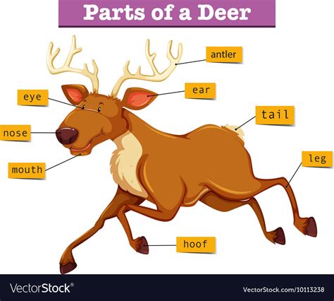 diagram showing parts  deer royalty  vector image