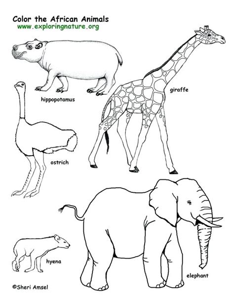 wild animal coloring pages  getcoloringscom  printable