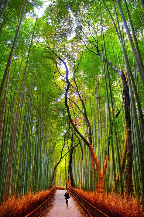 bamboo forest japan ideas  pinterest kyoto japan kyoto  japan destinations
