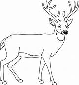 Cerf Chevreuil Dory Coloriages Renne Coloring Dessins Sauvages Deer Maternelle Peinture Chevr sketch template