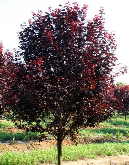 Cherry Plum Windbreak Grows To A Height Of 9m And A