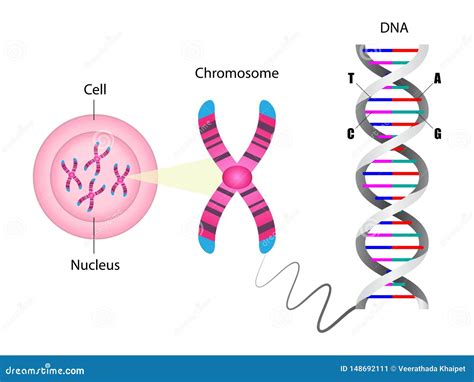 Diagram Of Chromosome And Dna Structure Stock Vector Illustration Of