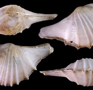 Afbeeldingsresultaten voor "cardiomya Costellata". Grootte: 192 x 185. Bron: www.idscaro.net