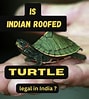 Afbeeldingsresultaten voor Indische dakschildpad. Grootte: 89 x 99. Bron: legalatom.com