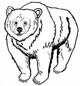 Bear Coloring Printable Pages Coloringbay sketch template