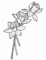 Narcissus Paperwhite Daffodil Skissa Skissar Blommor Designlooter 123rf Illustrationer sketch template