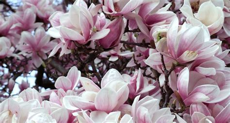 louisiana state flower  magnolia proflowers blog