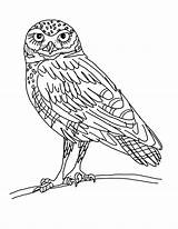 Owl Coloring Pages Burrowing Printable Horned Great Color Potter Harry Drawing Elf Clipart Kids Print Realistic Printables Barred Designlooter Sheets sketch template