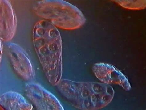 A Microscopic Sequence Showing Paramecium Dividing By