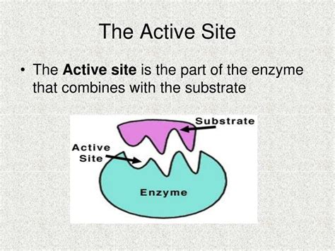 enzymes powerpoint    id