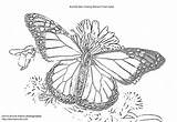 Butterfly Monarch Coloringhome sketch template