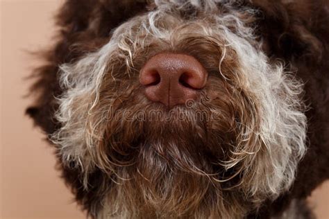 beautiful brown fluffy puppy stock photo image  happy animal