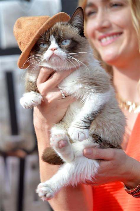 Grumpy Cat In Pharrell S Hat At The Mtv Movie Awards 2014