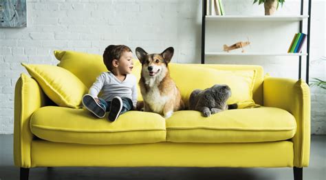 scegliere la migliore assicurazione  animali domestici blog