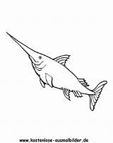 Schwertfisch Ausmalbilder Fische Ausmalbild Tiere Pinnwand Auswählen sketch template