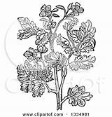 Clipart Celandine Woodcut Herbal Medicinal Royalty Plant Vector Clipground Woodcuts Picsburg Illustration sketch template