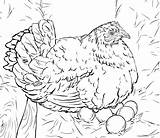 Gallina Hen Pollitos Huevos Colorir Mamá sketch template