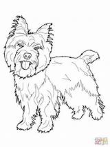 Coloring Terrier Pages Cairn Yorkie Dog Printable Maltese Toto Color Oz Wizard Boston Cocker Spaniel Supercoloring Puppy Dogs Drawing Colouring sketch template