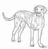 Hound Labradoodle Plott Hond Ausmalbilder Labrador Basset sketch template