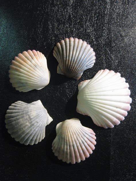seashells alohajos blog