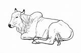 Brahman Cow Resting sketch template