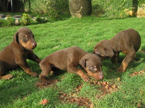 Show Quality Doberman Puppies For Sale Adoption From