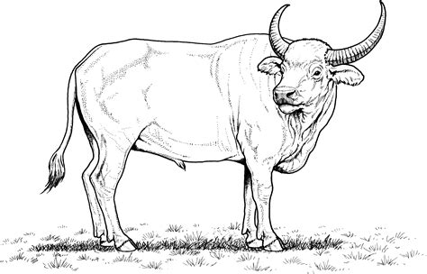 buffalo  bison coloring pages