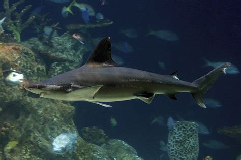 blacktip shark carcharhinus limbatus shark