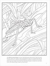 Arachnids sketch template